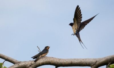 ce-inseamna-cand-visezi-randunica